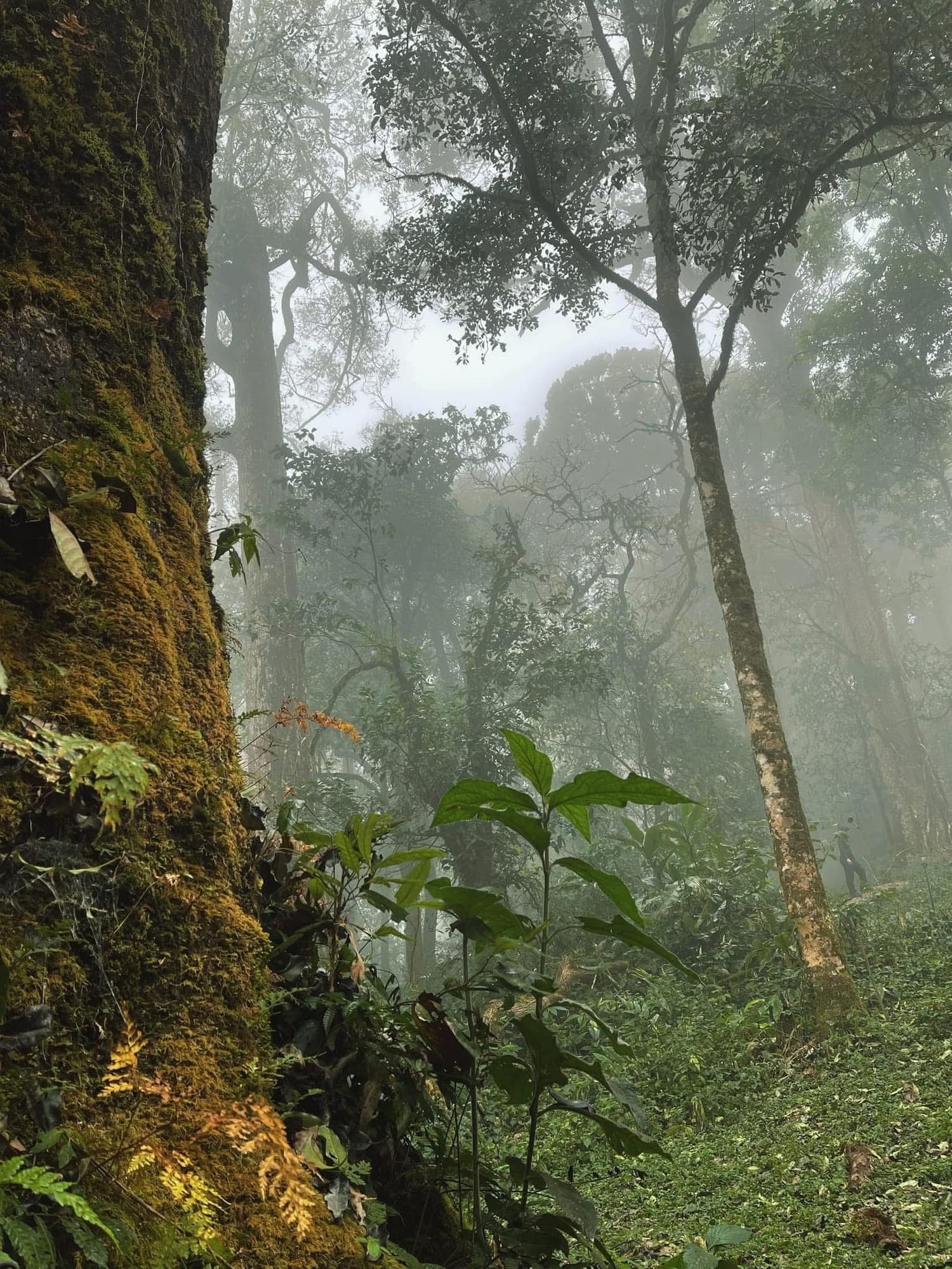 เส้นทางเดินป่า “ม่อนจอง” ทุ่งหญ้าสีทองและผาหัวสิงห์